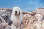 Shaggy Dog Tale Shaggy Dog Tale