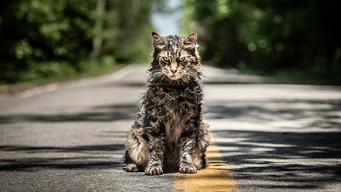 That Darn Cat That Darn Cat
