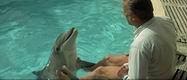 Dolphin Friendly Dolphin Friendly