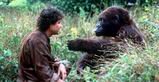 Lightly Gorilla'd Lightly Gorilla'd