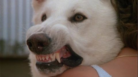 Teaching an Old Dog New Tricks Teaching an Old Dog New Tricks