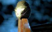 Rat Trap Rat Trap