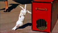 Funny Bunny Funny Bunny