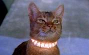 Far Out Feline Far Out Feline