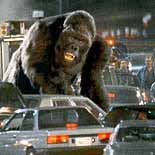 Where Does A Two Thousand Pound Gorilla Sleep? Where Does A Two Thousand Pound Gorilla Sleep?