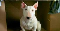 Meaner Than A Junkyard Dog Meaner Than A Junkyard Dog