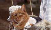The Cat's Pajamas The Cat's Pajamas