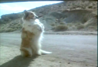 Bow-Wow Down Before Her Bow-Wow Down Before Her