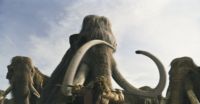 A Mammoth Undertaking A Mammoth Undertaking