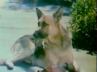 It's A Dog All Right It's A Dog All Right