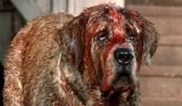 Rabid Rover Rabid Rover