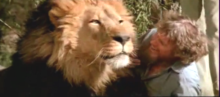 If They're Lion, They're Dyin' If They're Lion, They're Dyin'