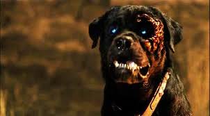 colorado rottweiler reviews rottweiler review 2004 colorado rottweiler reviews rottweiler review 2004