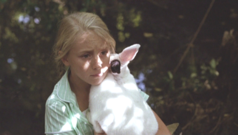 Down The Rabbit Hole Down The Rabbit Hole