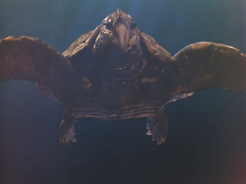 Turtley Different Turtley Different