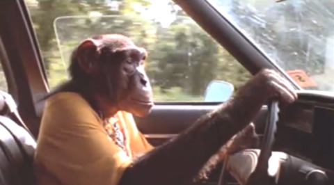 Be Kind To Aminals Be Kind To Aminals