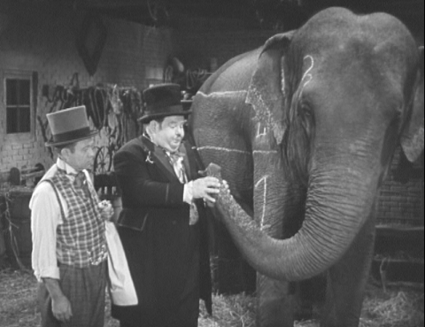The Elephant In The Room The Elephant In The Room