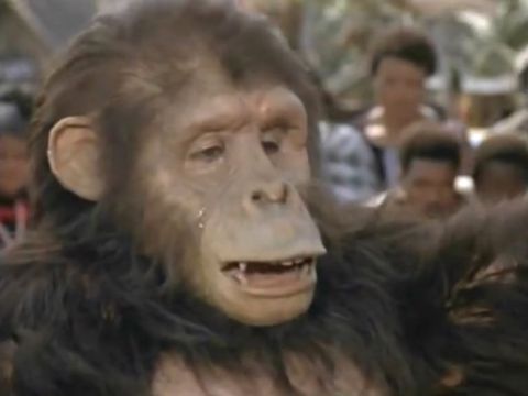 Chimp My Ride Chimp My Ride