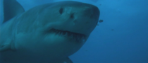 Shark Infested Waters