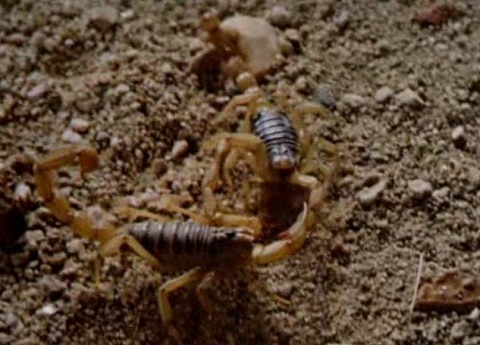 Critters With The Jitters